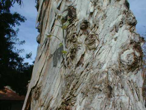 Tree in Tustin, Orange County