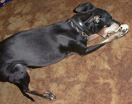 Photo of Penny at Christmas 2000