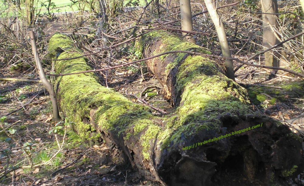 Fallen Logs