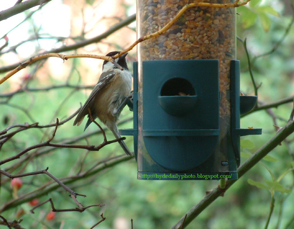 Tit Feeding