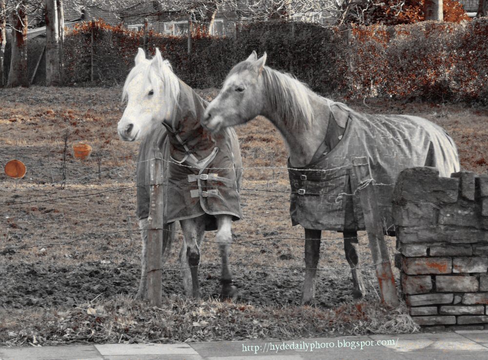 Winter Grazing