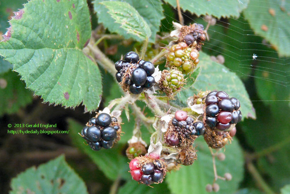 Blackberries and a spider's web