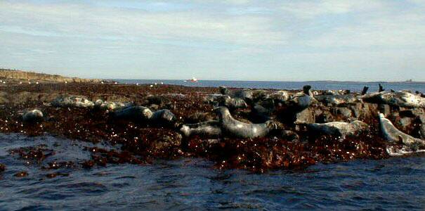 Seal colony on the Farne Islands