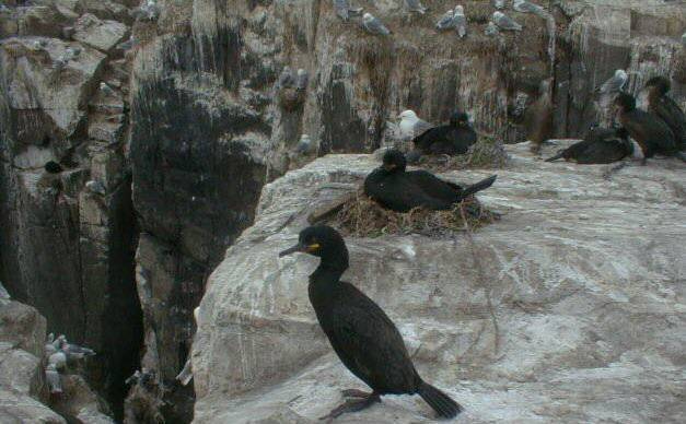 Breeding Shags on Staple Island