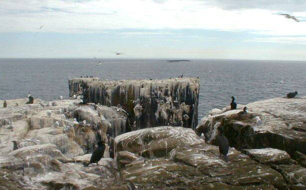 Gannets & Shags on Staple Island