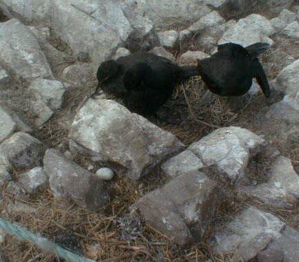 Abandoned Shag's Egg on Staple Island