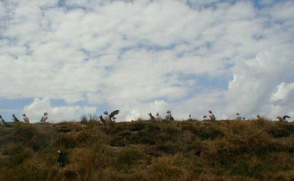 Puffins on Staple Island