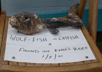 Wolf-fish exhibited on Inner Farne