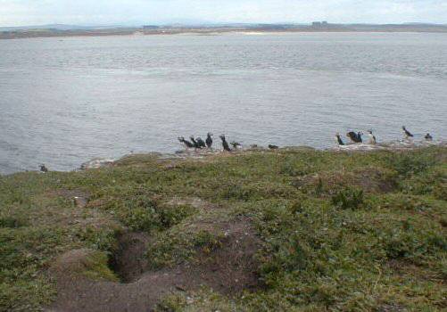 Puffins on Inner Farne