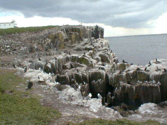 Cliffs on Inner Farne