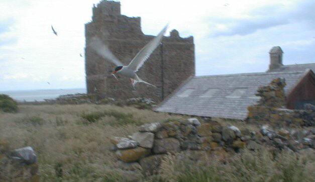 Arctic Tern on Inner Farne