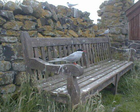 Arctic Terns on Inner Farne