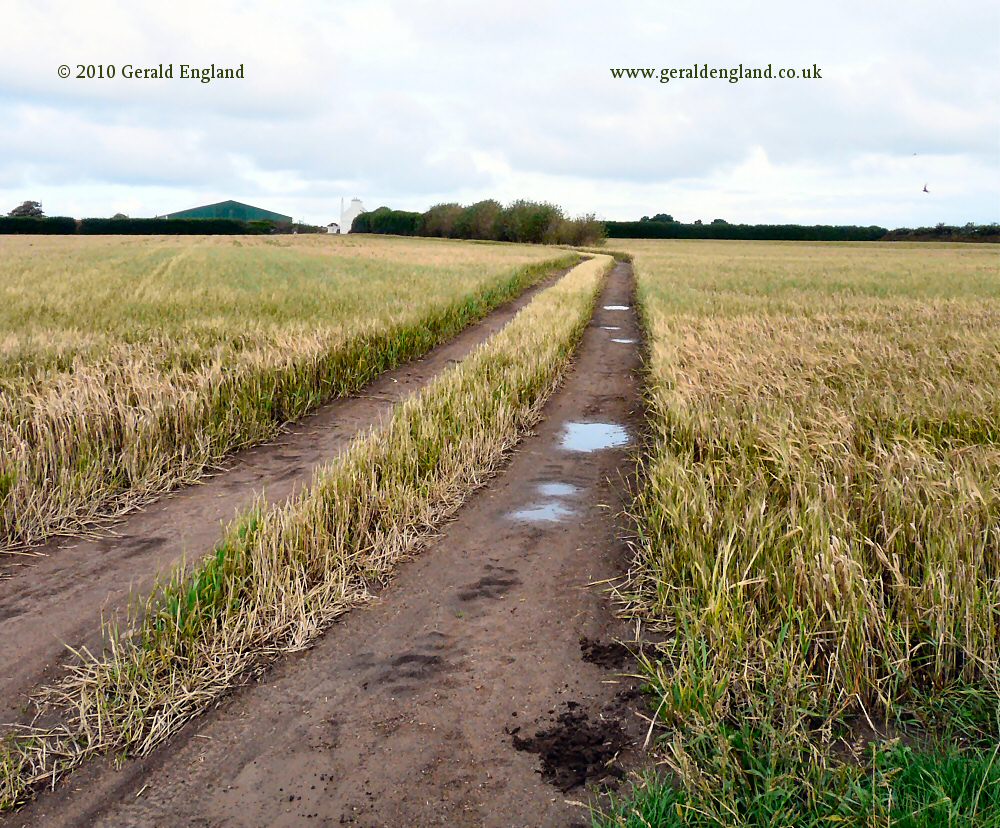 St Ouen: Cornfield