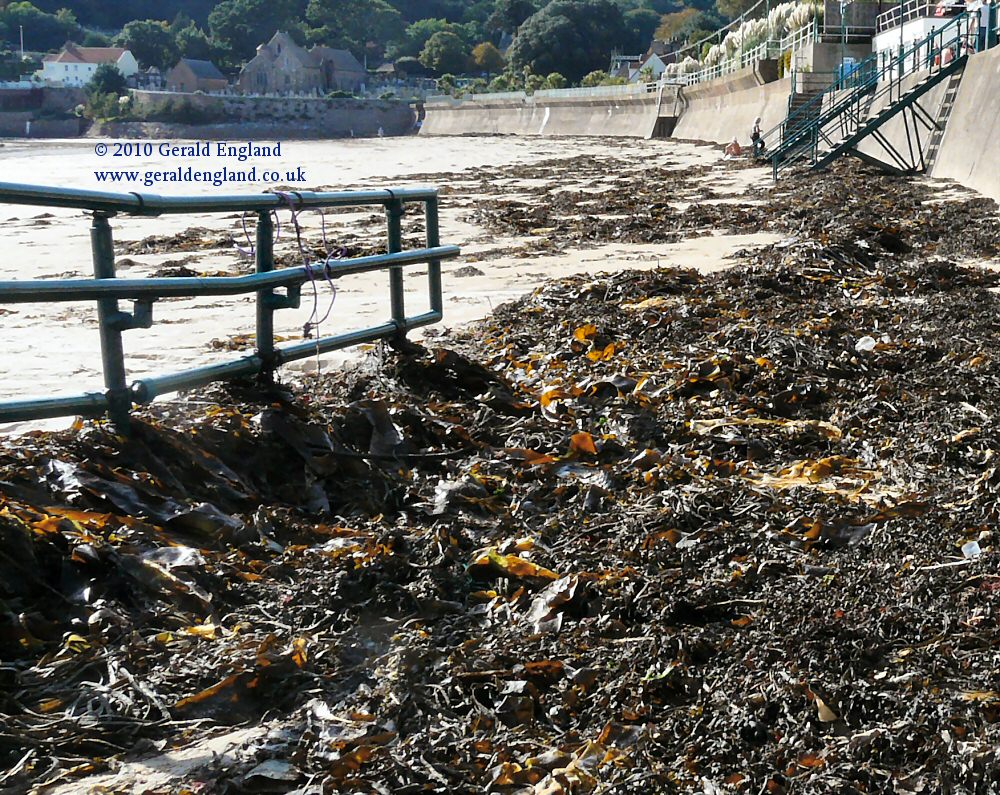 St Brelade's Bay:Seaweed