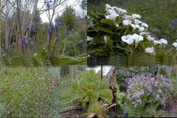 Wild flowers on St Martins