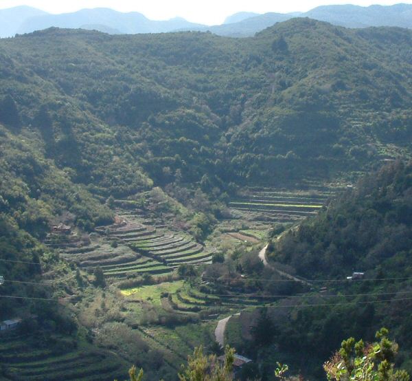 Las Rosas, La Gomera: Valley Terraces