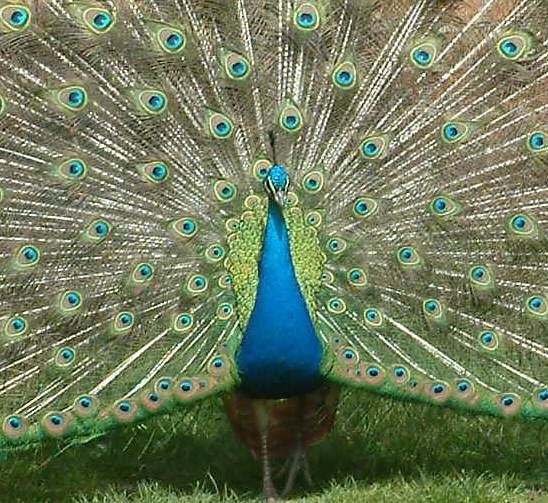 Peacock: closeup