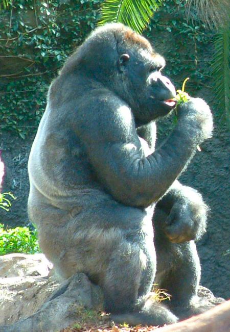 Loro Parque: Gorilla