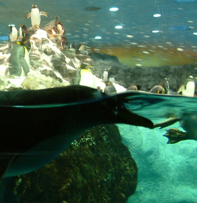 Loro Parque: Planet Penguin (1)