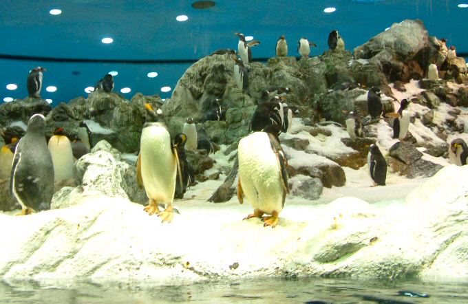 Loro Parque: Planet Penguin (2)