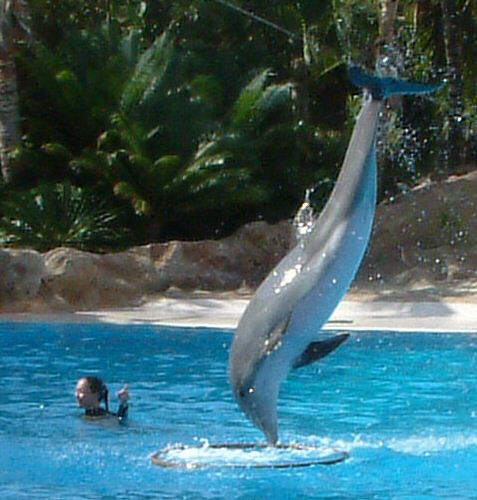 Loro Parque: Dolphin