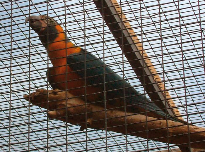 Loro Parque: Parrot