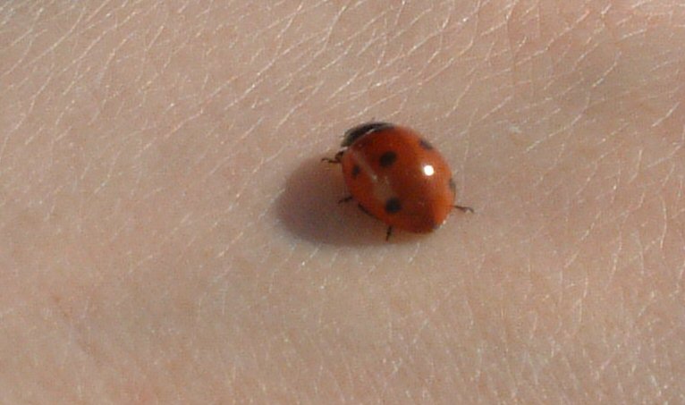 Laydbird outside Copenhagen