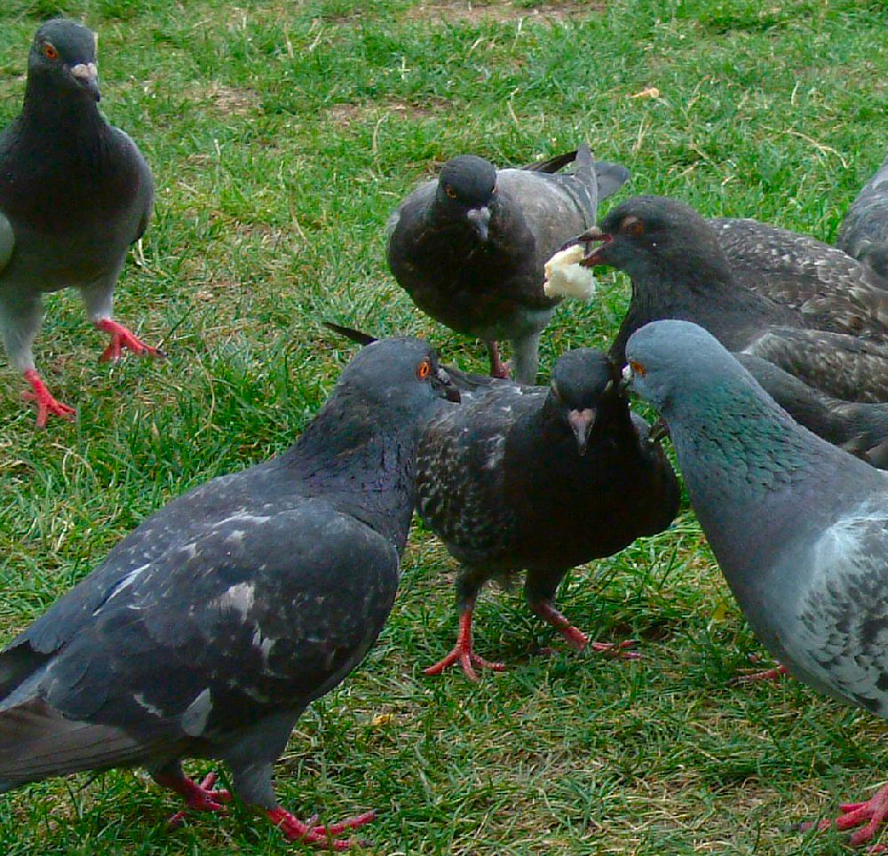 Pigeons in Manchester
