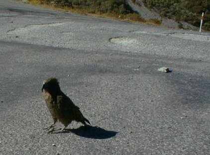 Kea at the Otira Gorge Lookout