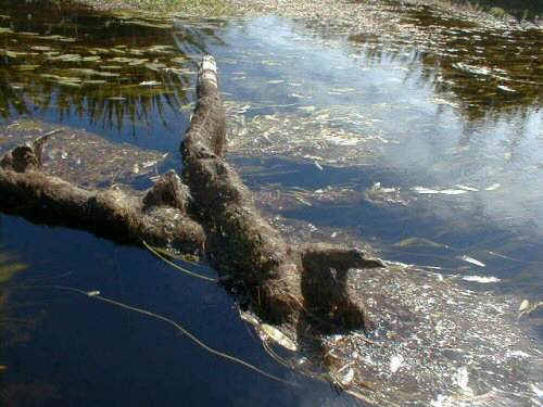 Mahinapua Creek, Hokitikia