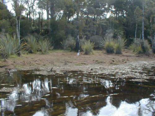 Grey Heron on the Mahinapua Creek