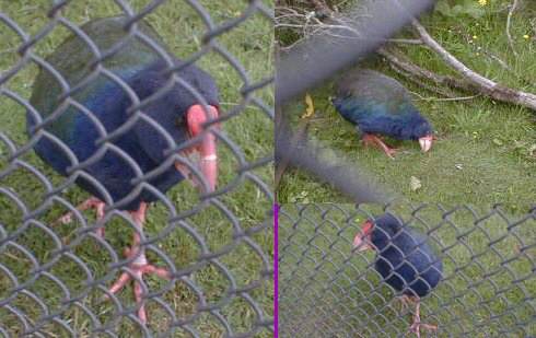 Takahe at the Te Anau Wildlife Centre