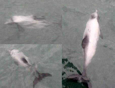Hectors Dolphins in Akaroa Harbour