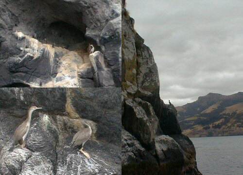 Shags, Akaroa Harbour