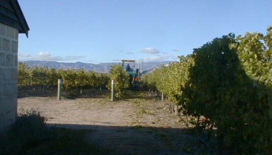 Harvesting at Le Grys Vinyard