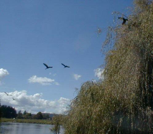 Ohau channel, Rotorua