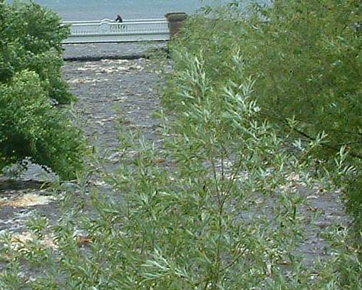 Largs: Gogo Burn after rain