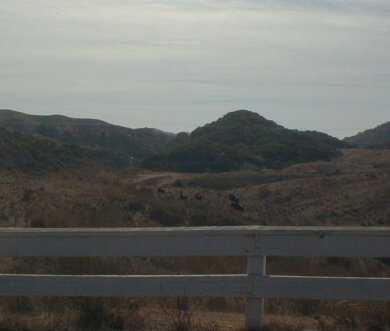 Bison on Catalina Island